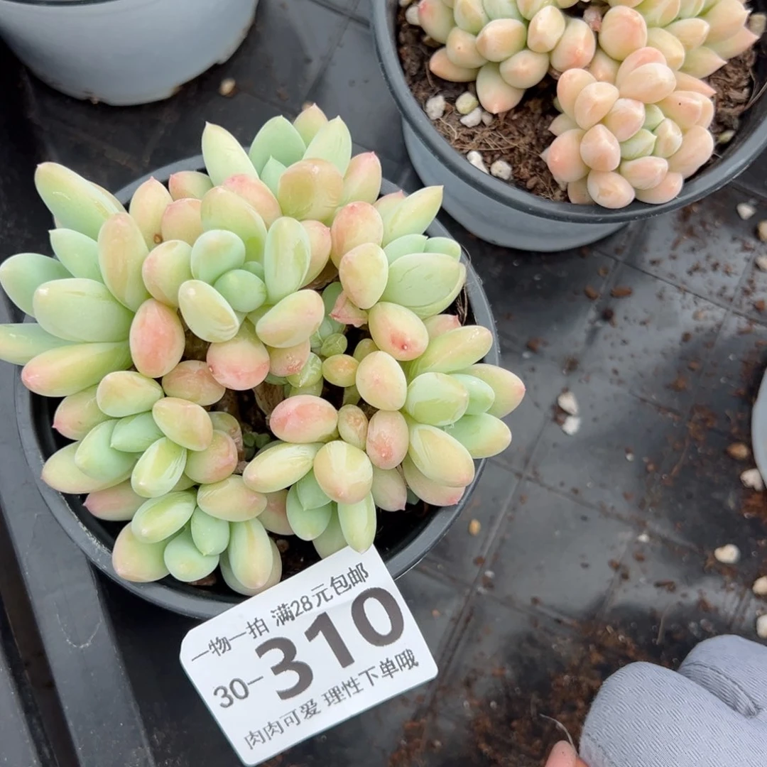 三日月美人多肉多肉多肉