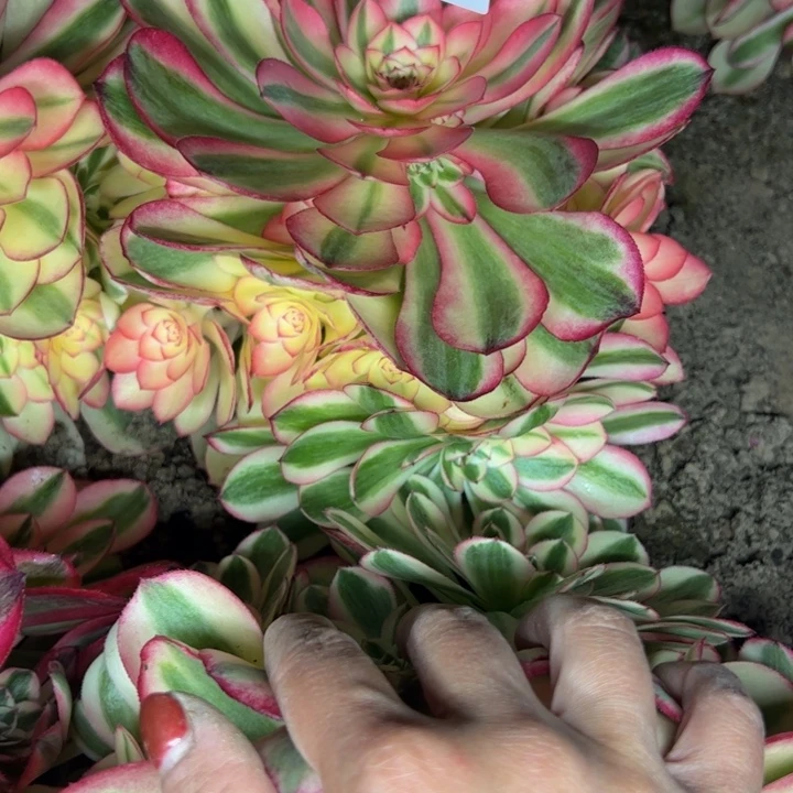 6125南倾城多肉植物