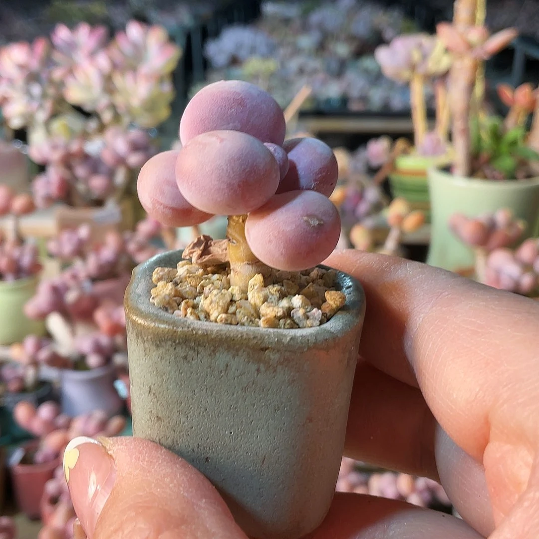 王*月多肉植物的生长发育与