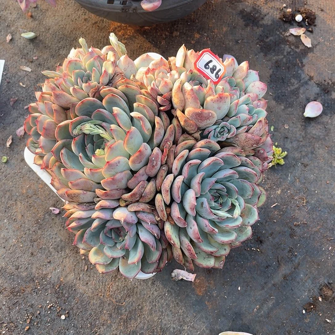 686荷花一物一拍多肉