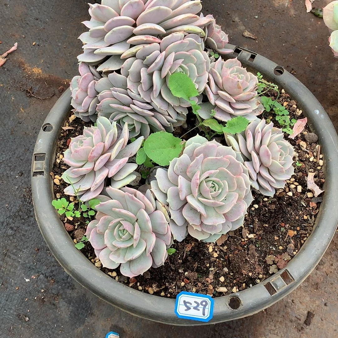 529粉蝶 一物一拍多肉