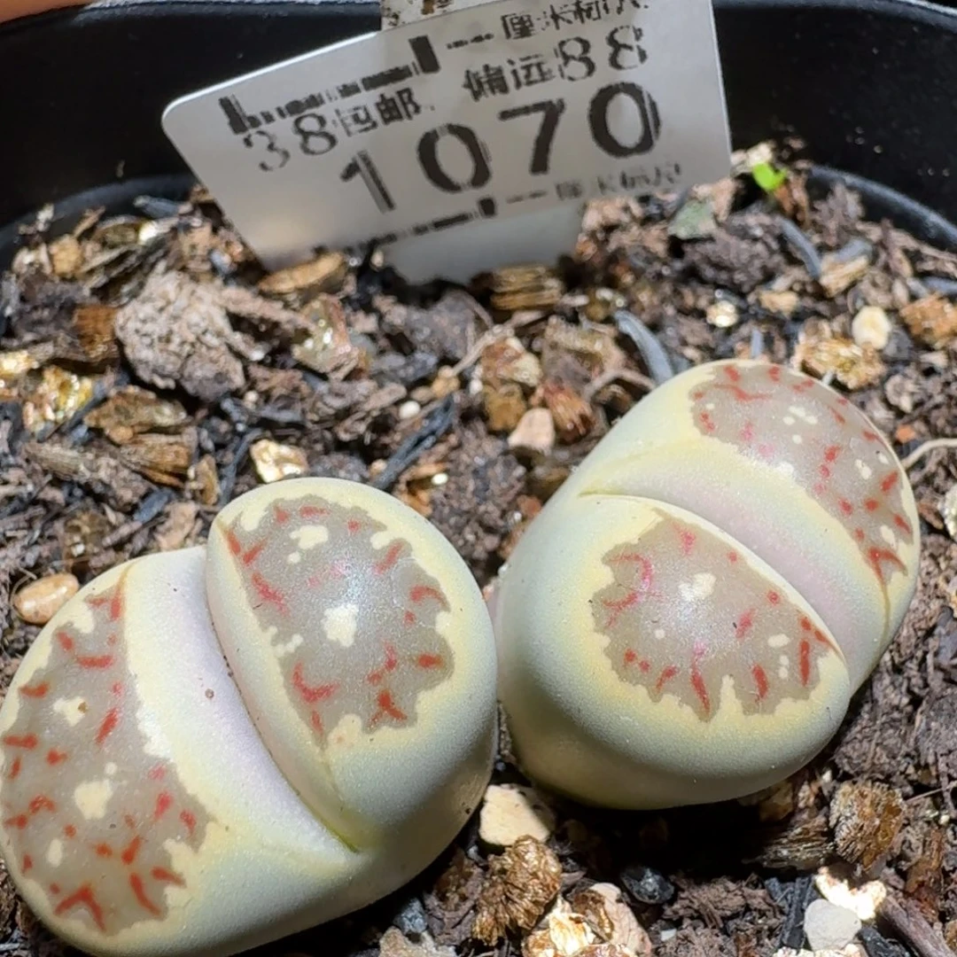zzzz好货也清仓1070