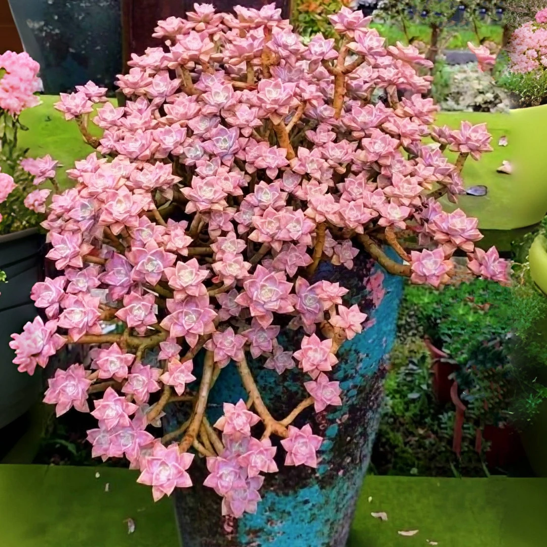 超大阿伦培 30公分巨无霸 阳台多肉植物 花园阳台 老桩好养植物