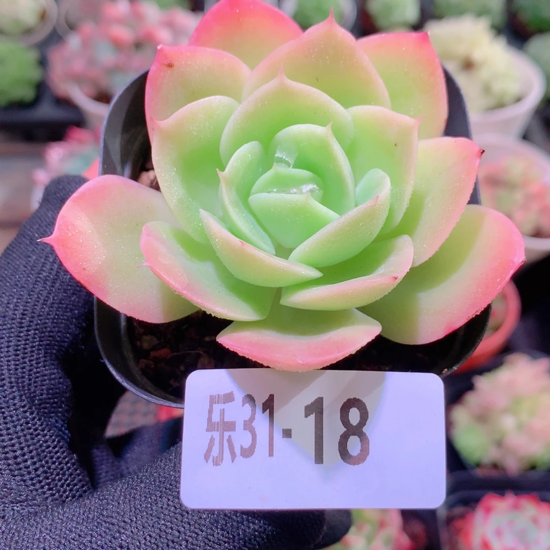 乐然31-18 柠檬酸橙