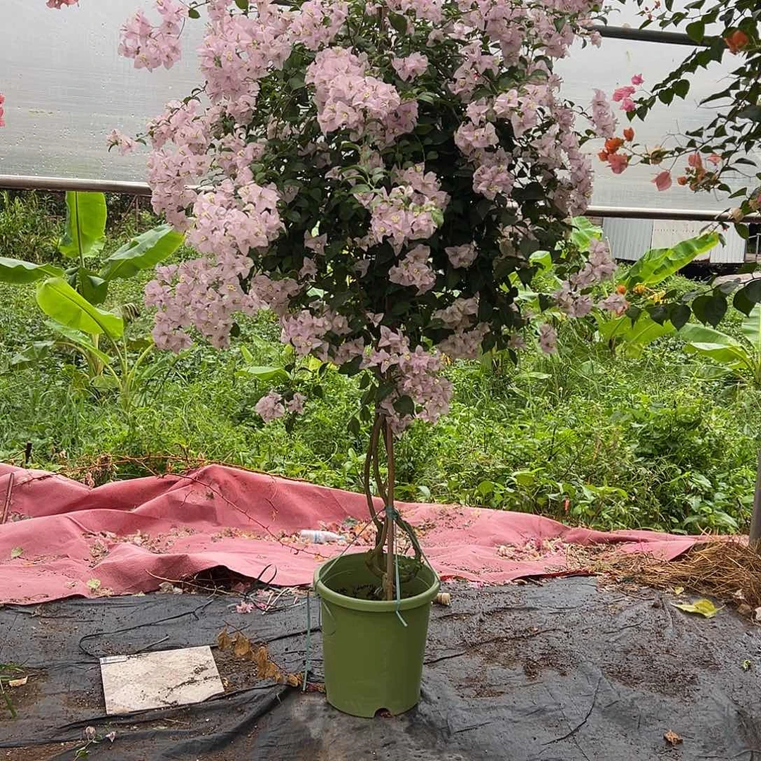 *****原生苹果花 卡亚塔