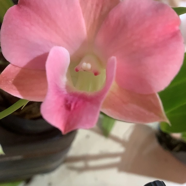 完全开放新品啵啵桃，大小4苗，带花芽