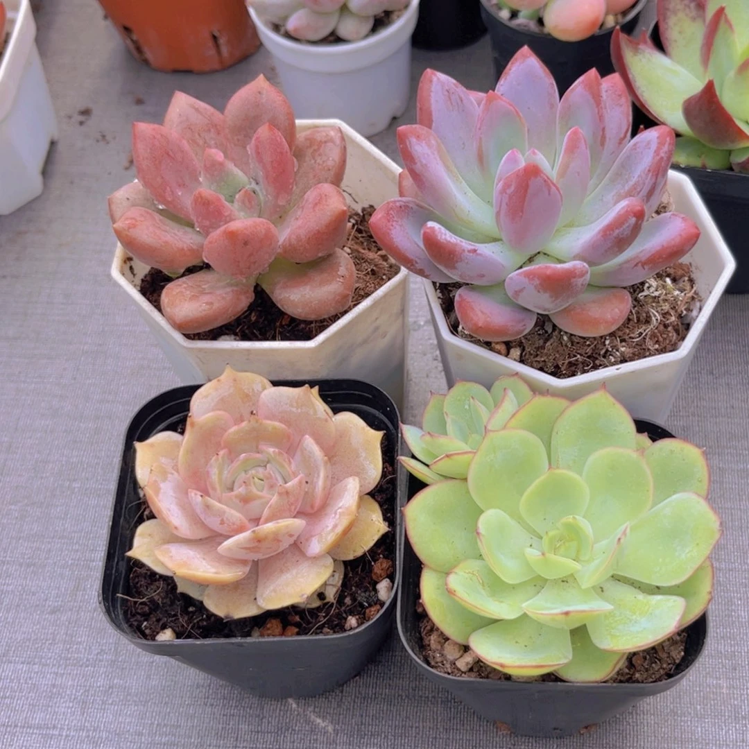 桃花源。奥普。露娜莲。牡丹亭