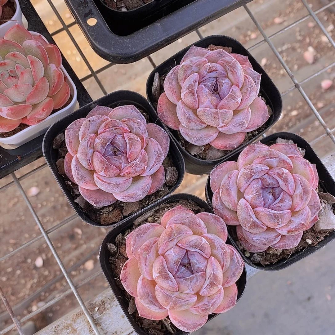 0110-黑橙子精品单头一颗 量拍