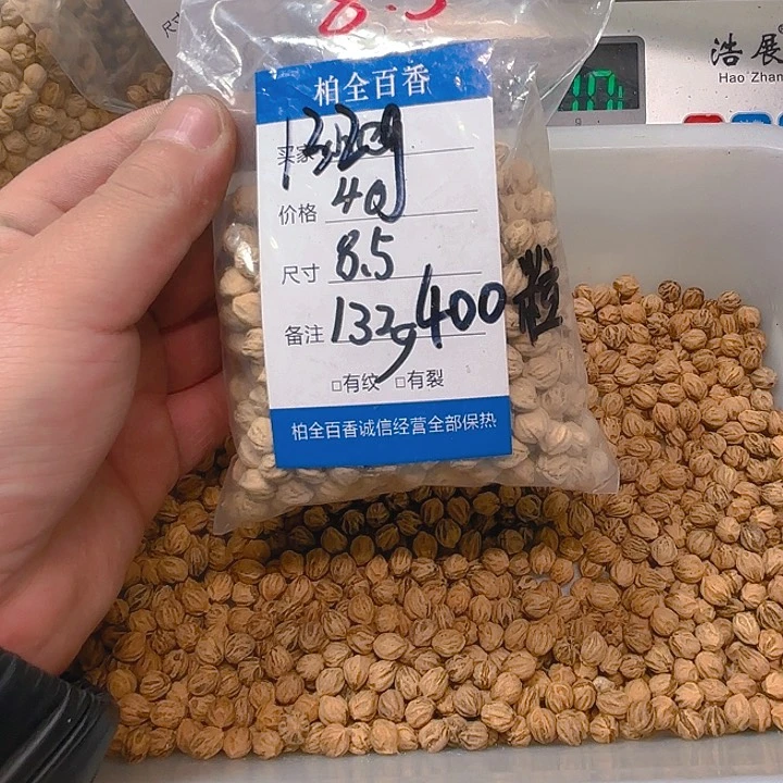 小*柏香籽散子 132 克散子