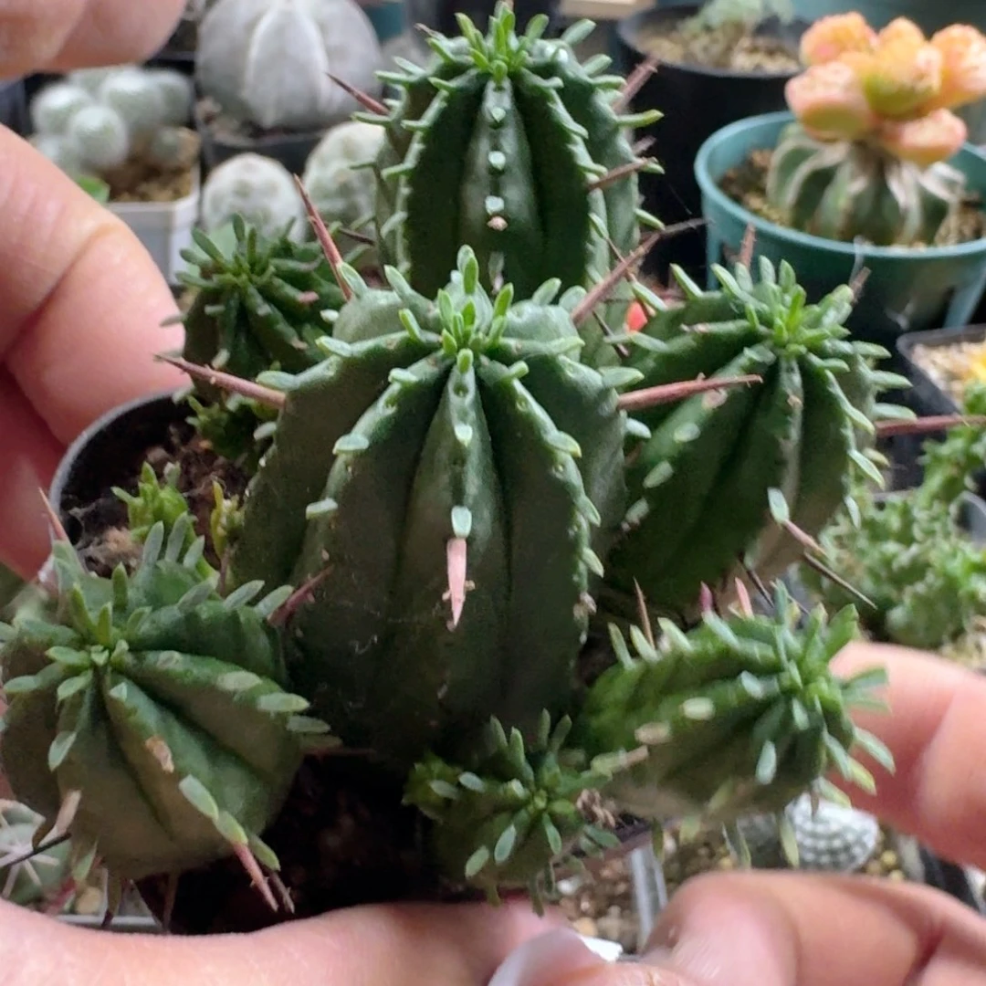 834红彩阁脱土发货