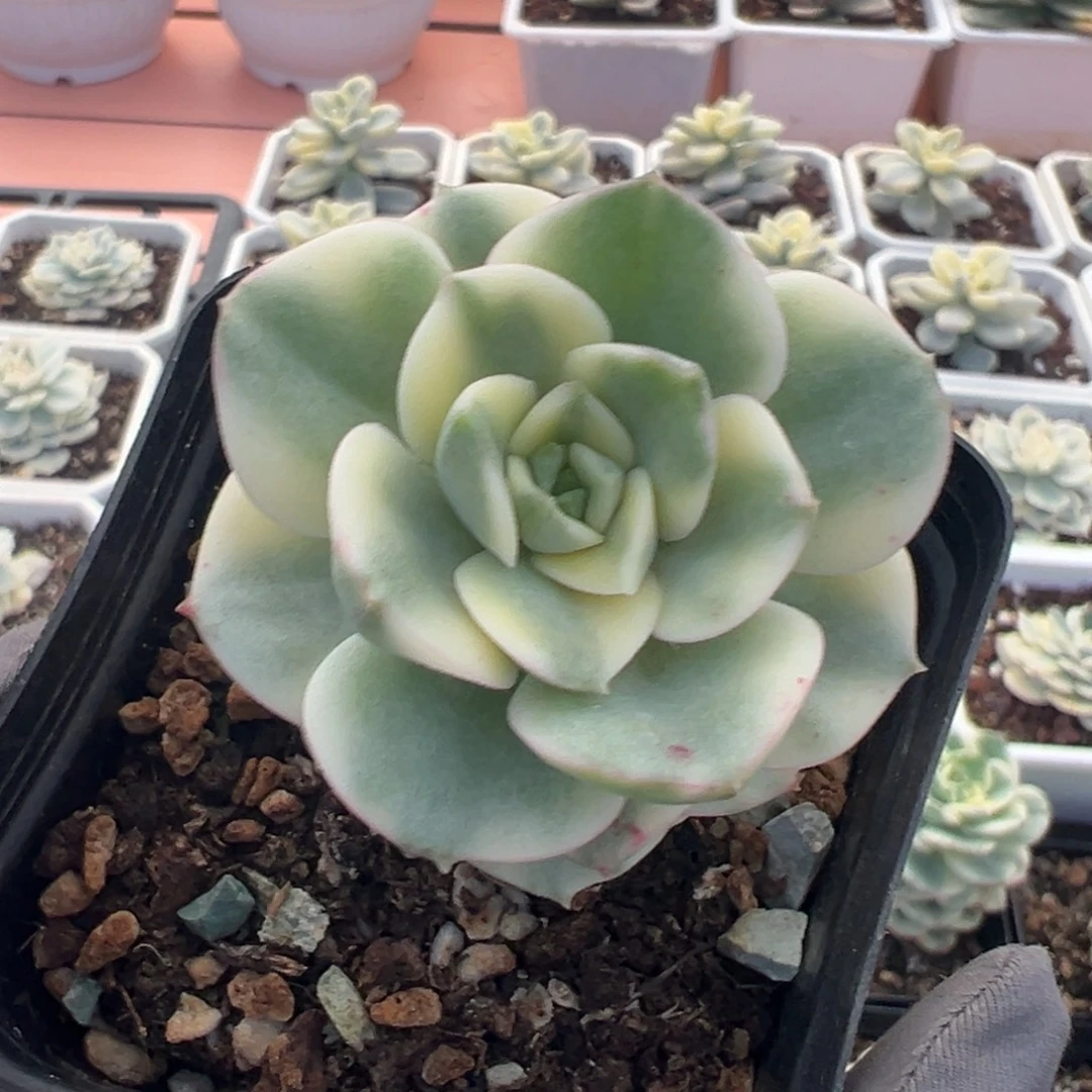 厚叶妮可莎娜锦，覆轮锦