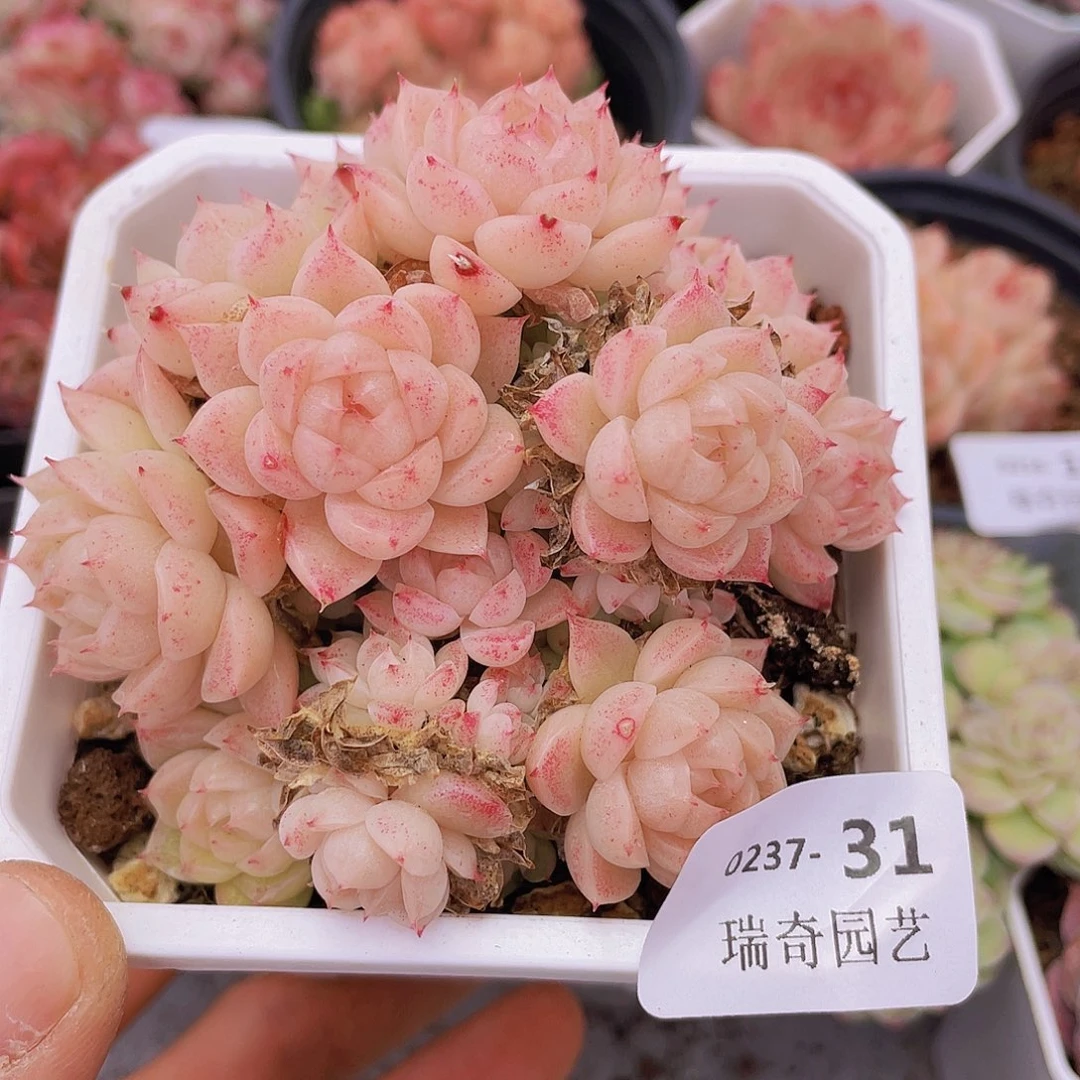 00000000000031一物一拍