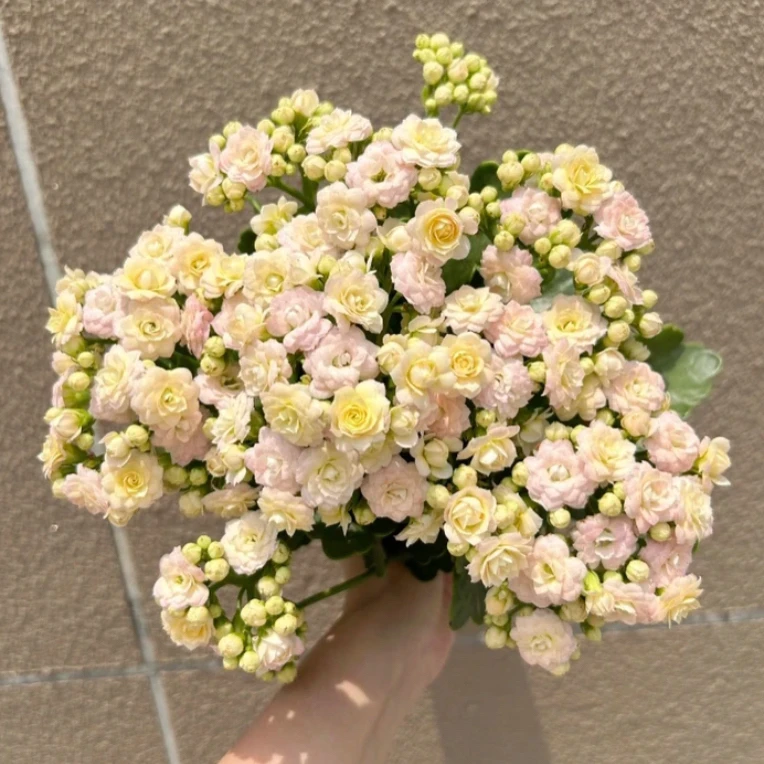 长寿花(钻石)奶油系列110室内盆栽
