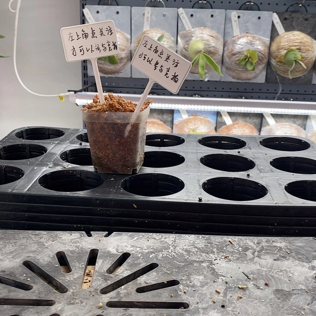 无花朵斑比鹿角蕨
