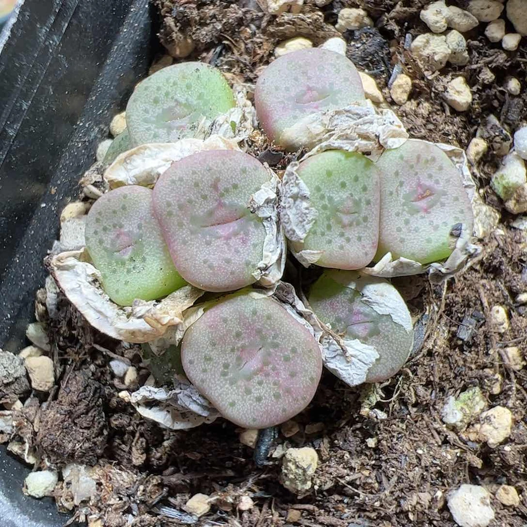 【闪购商品】211 红花方碗