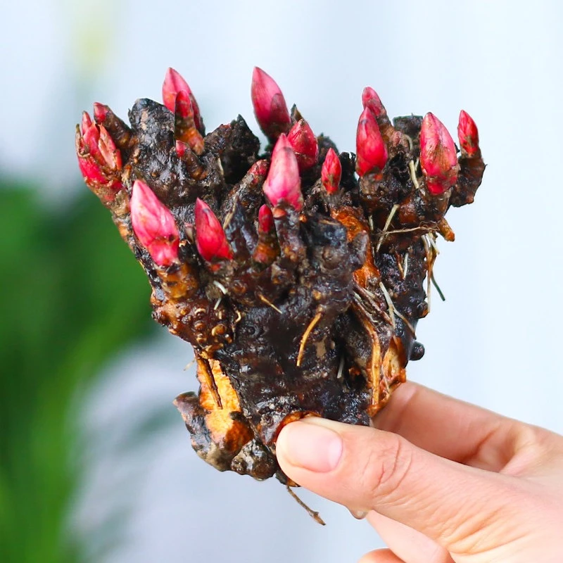 带芽发货重瓣大花芍药花 四季花卉多年生阳台庭院种植耐寒耐热花