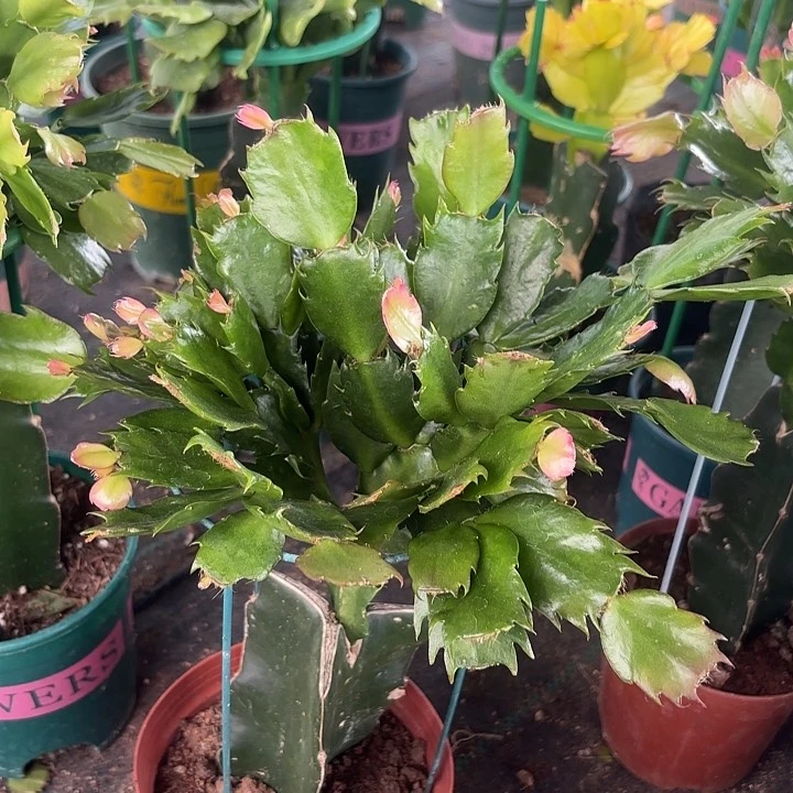 当前无花栽培后可以开花