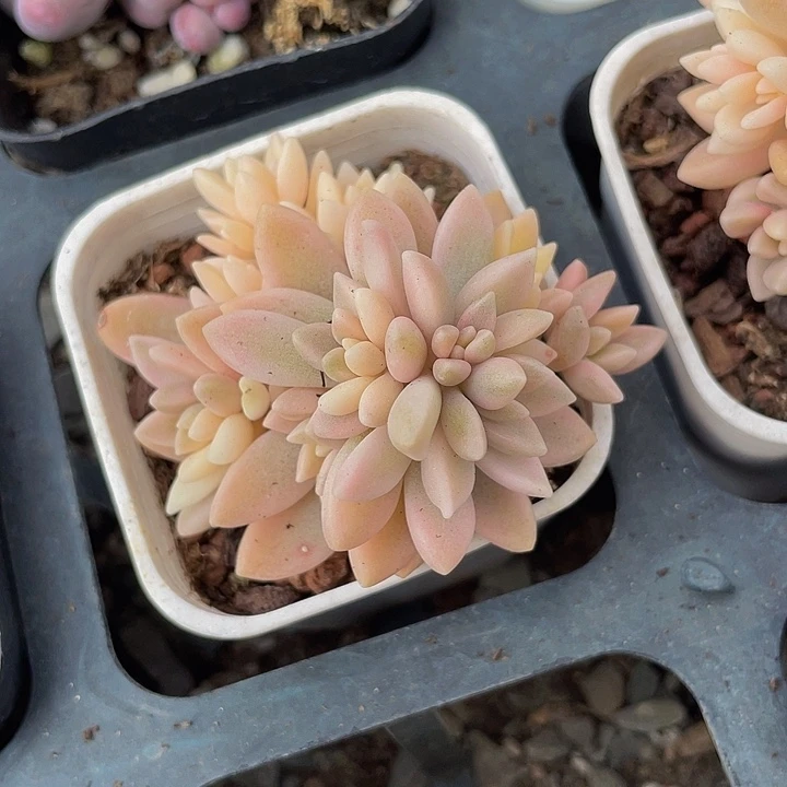 姬秋丽锦量拍满18包邮