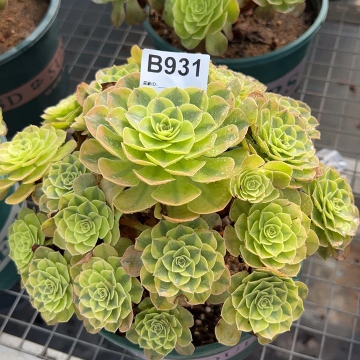 931雨荷22厘米左右