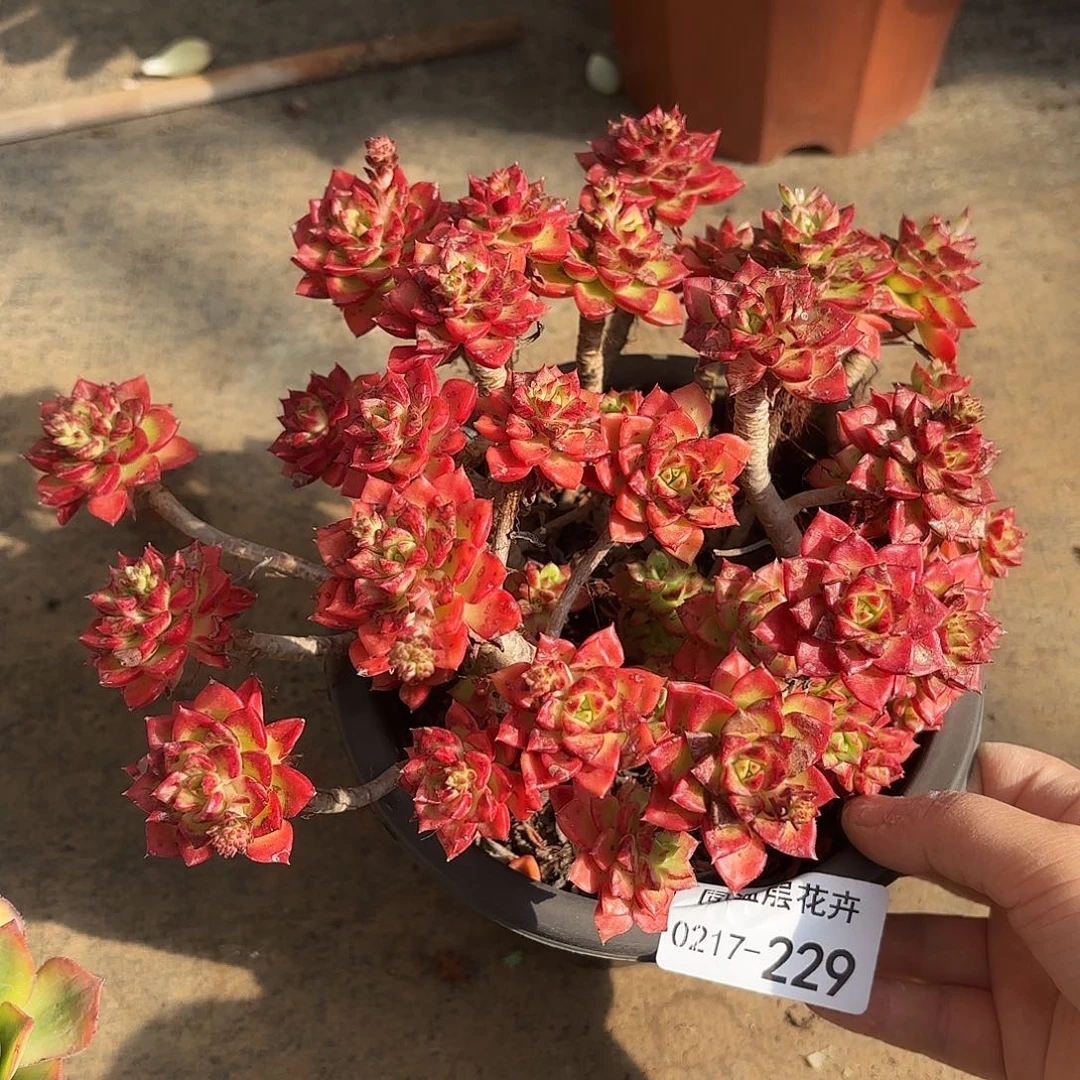 同温层多肉蒂亚229