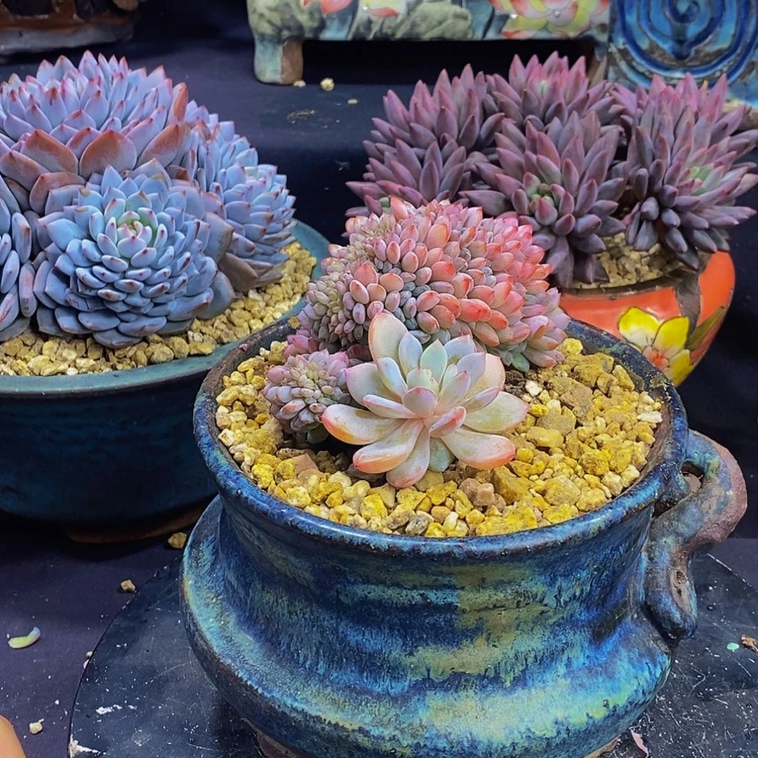 星星橙朵朵缀发货