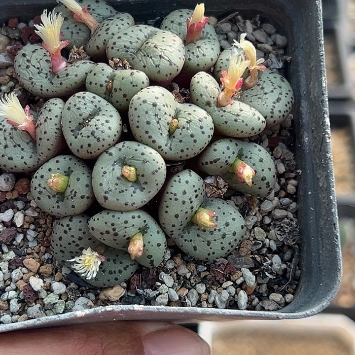 无花朵682号福利安贞