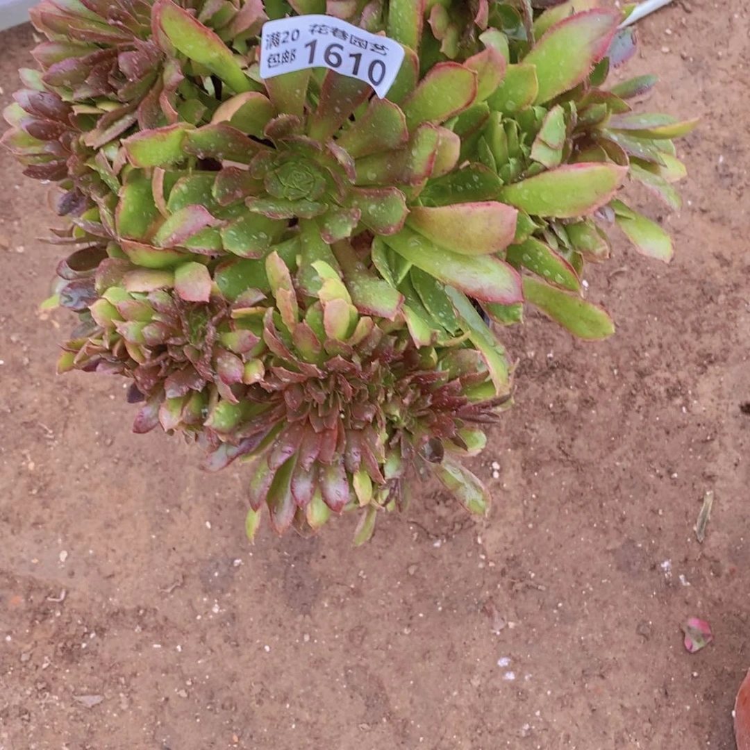 1510 号一物一拍多肉植物