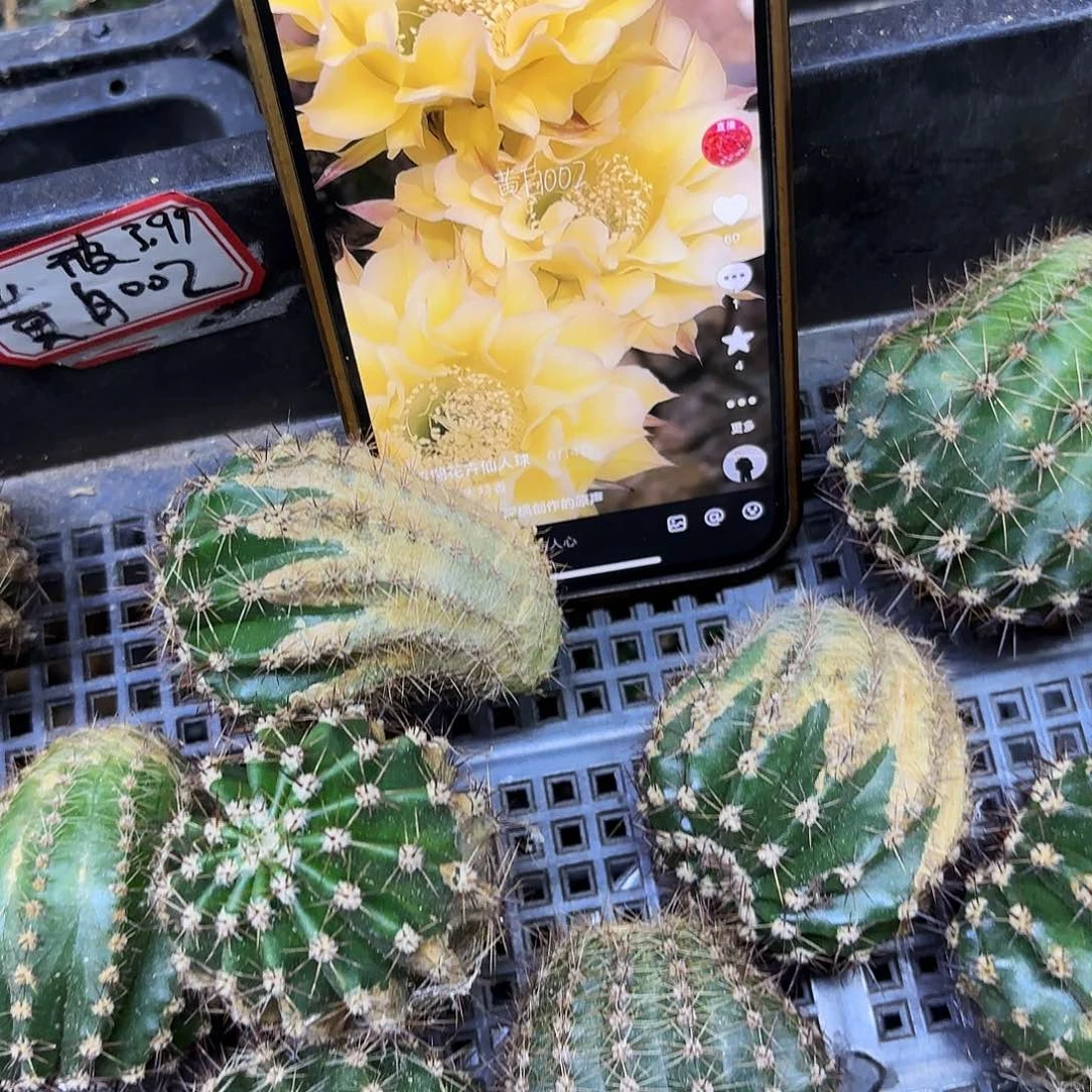 2颗黄白002彩侧牙20包邮斑瑕疵45