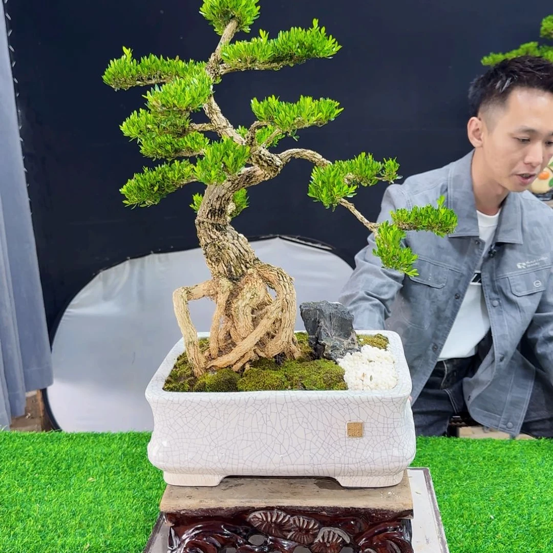 当前无花朵，栽培后可花朵过****去