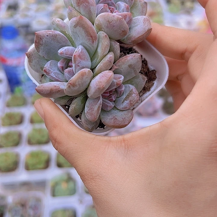 溏心石榴籽群19包邮多肉