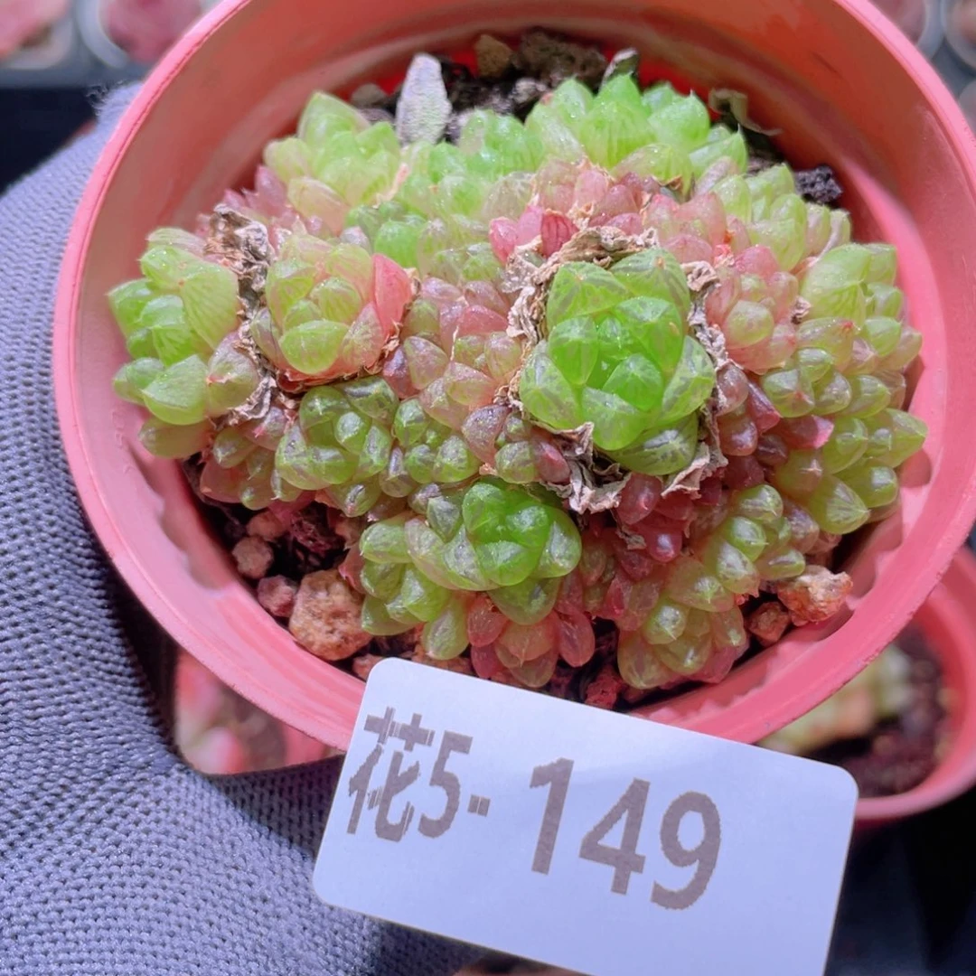 花利美 5-149草玉露