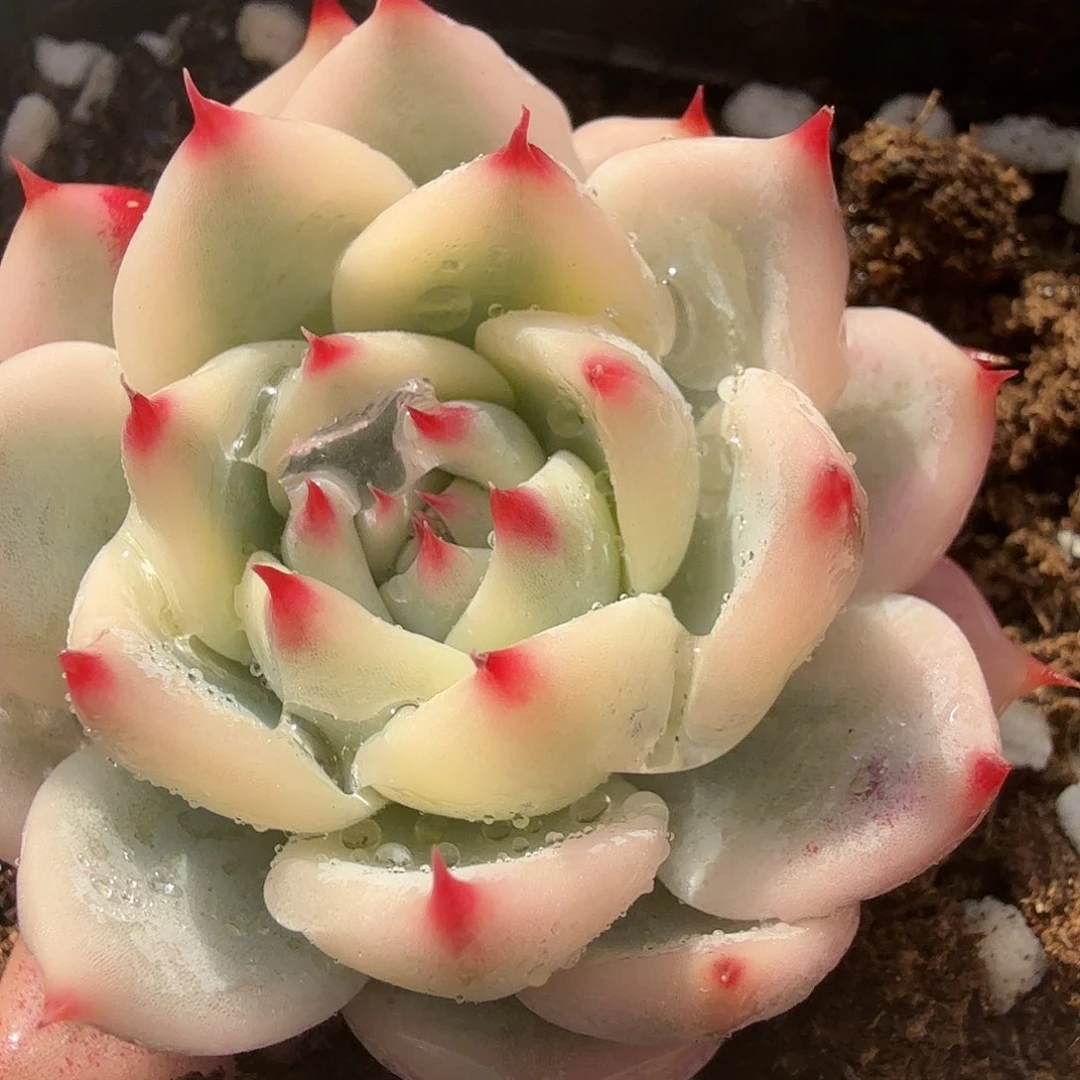 吉娃娃锦，多肉植物