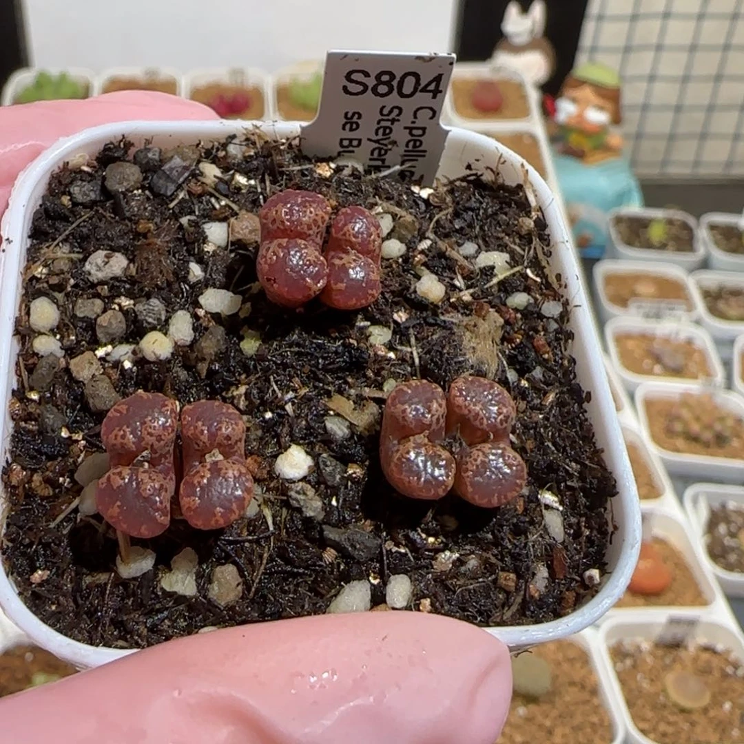 肉锥多肉植物组合-勋章一盆572