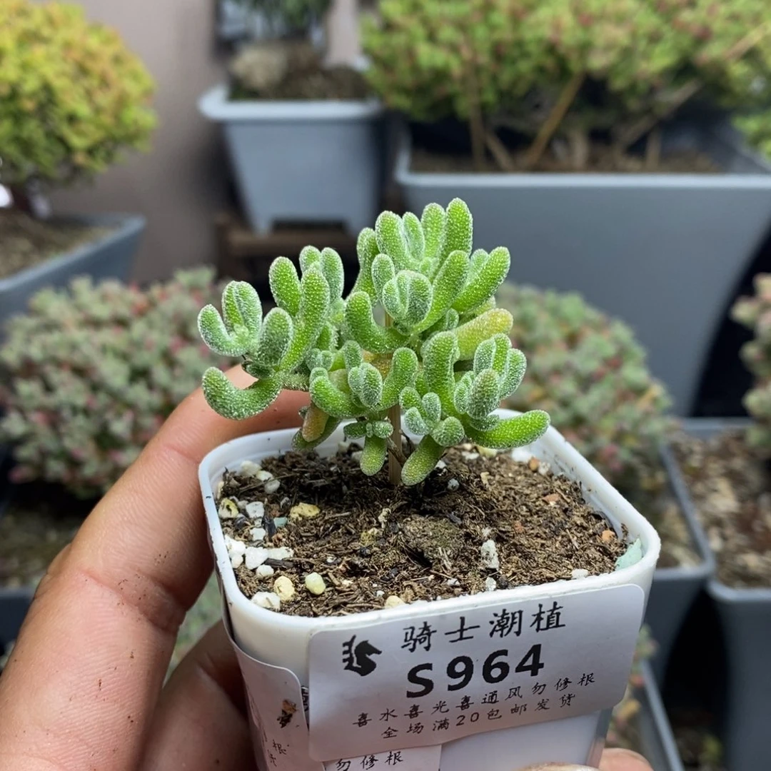 964冰晶枝干番杏