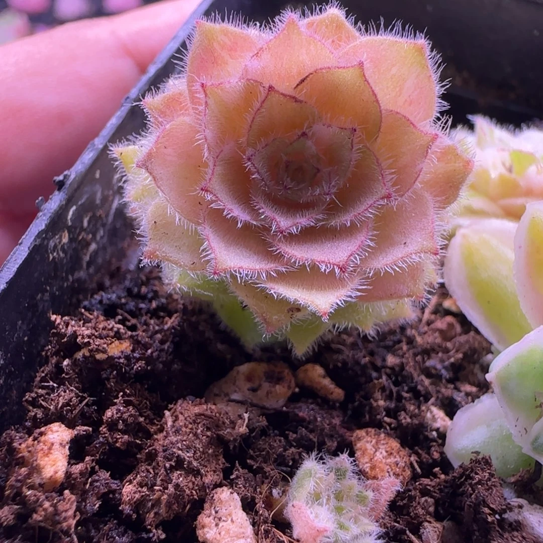 L288半城玫瑰明镜