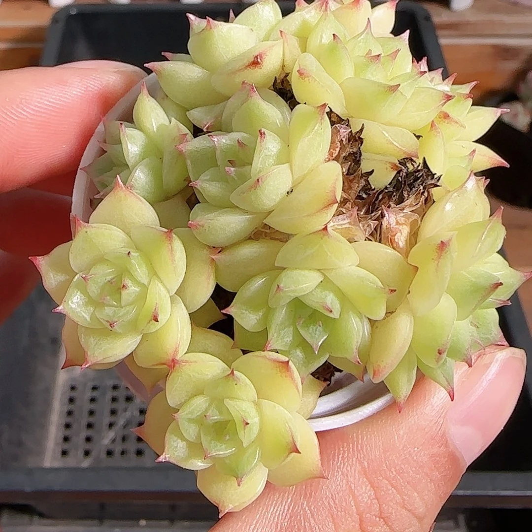 多肉1105--270麦秆群