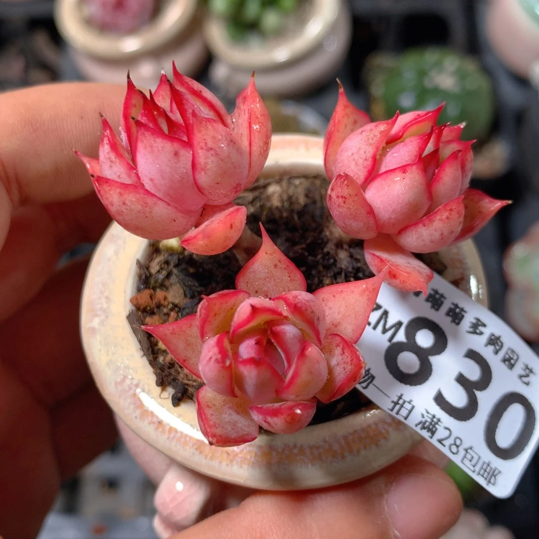 5CM拇指盆精控多肉ZM830