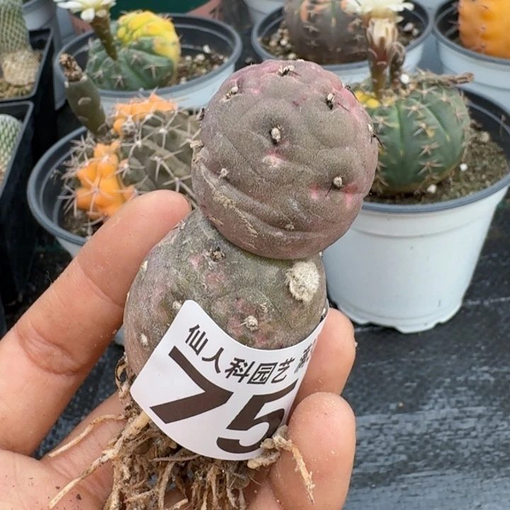 无花朵茗****上750自根紫皮习