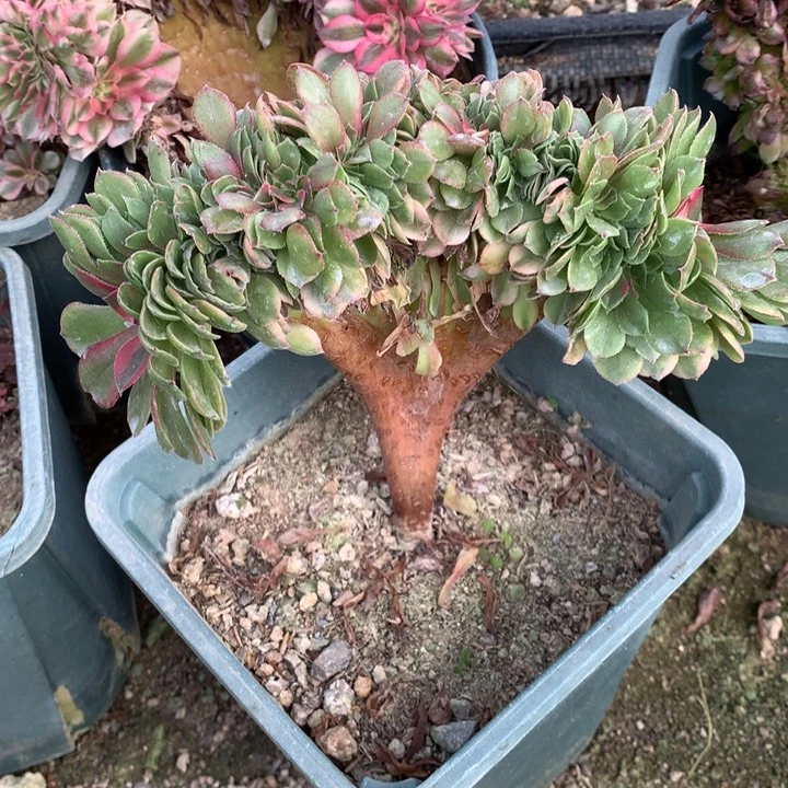 荔枝缀木质21-8多肉植物