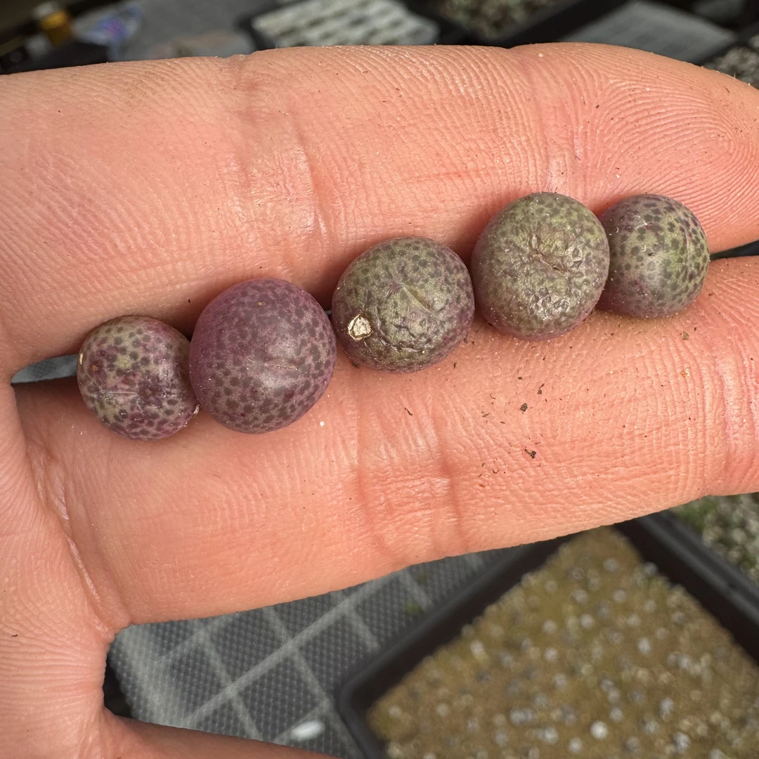 86多肉植物肉锥杂交一颗