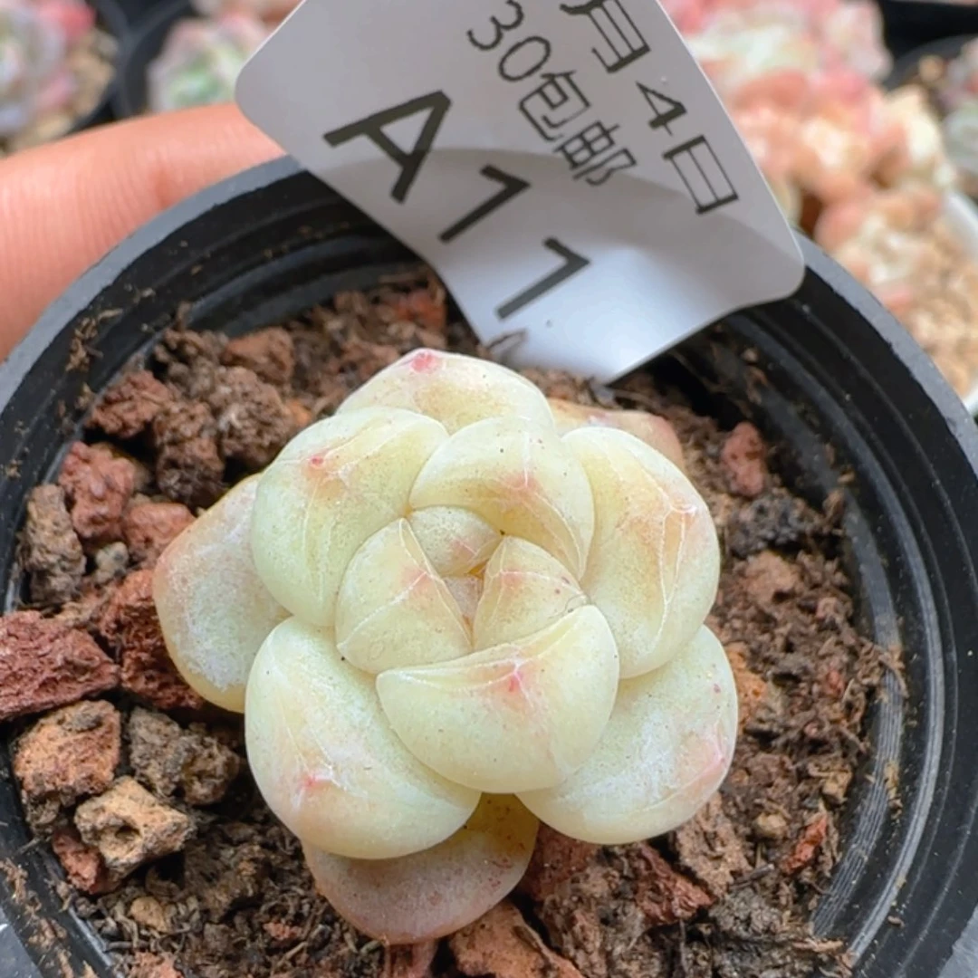 单头冰玉一颗脱土发货