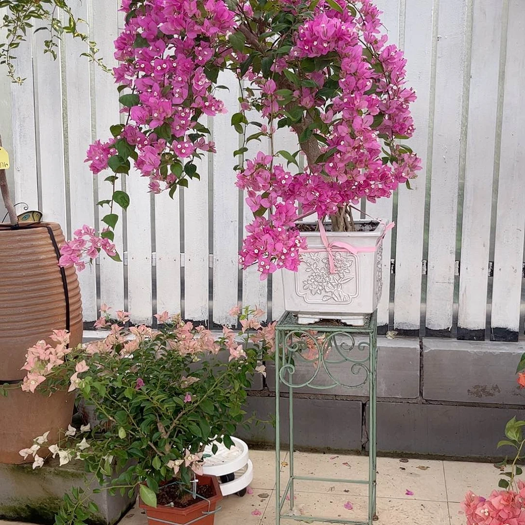 完全开放漳红樱880