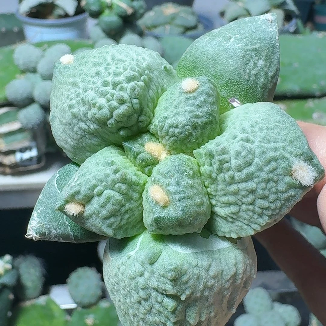 【闪购商品】无花朵特价梦幻怒867