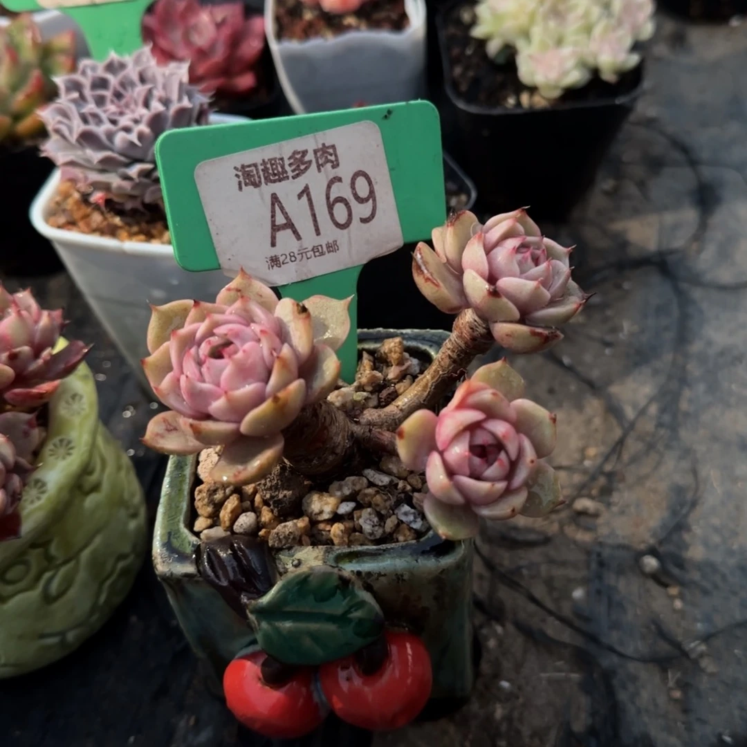 欧肉，植物黄金苯瓦利斯巴蒂斯