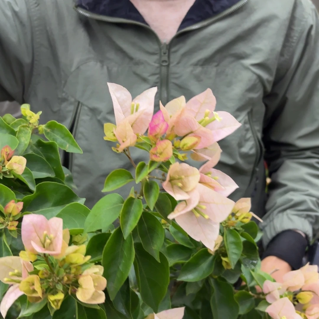 全部花苞（皇后）三角梅会落花落叶会光杆苗有大有小