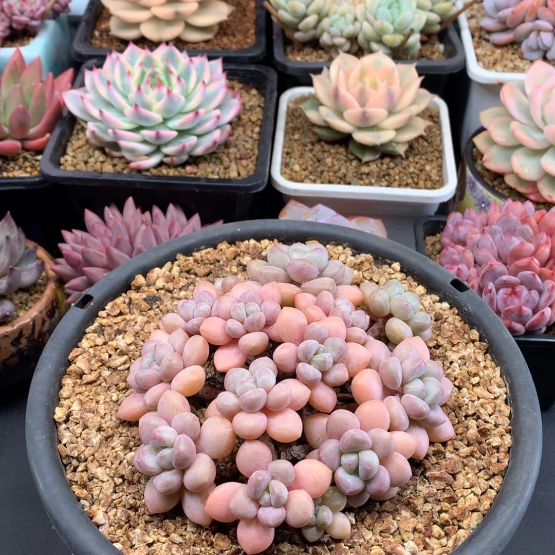 我们家的小仙女们