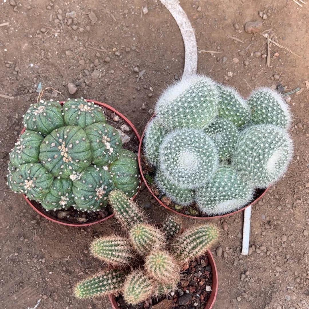 l***风零零落落 零零落落