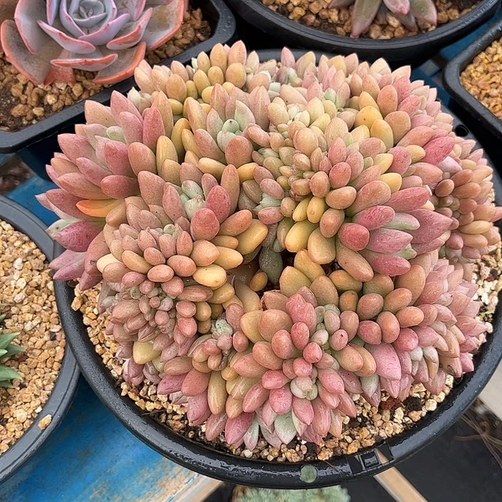 多肉植物一物一拍