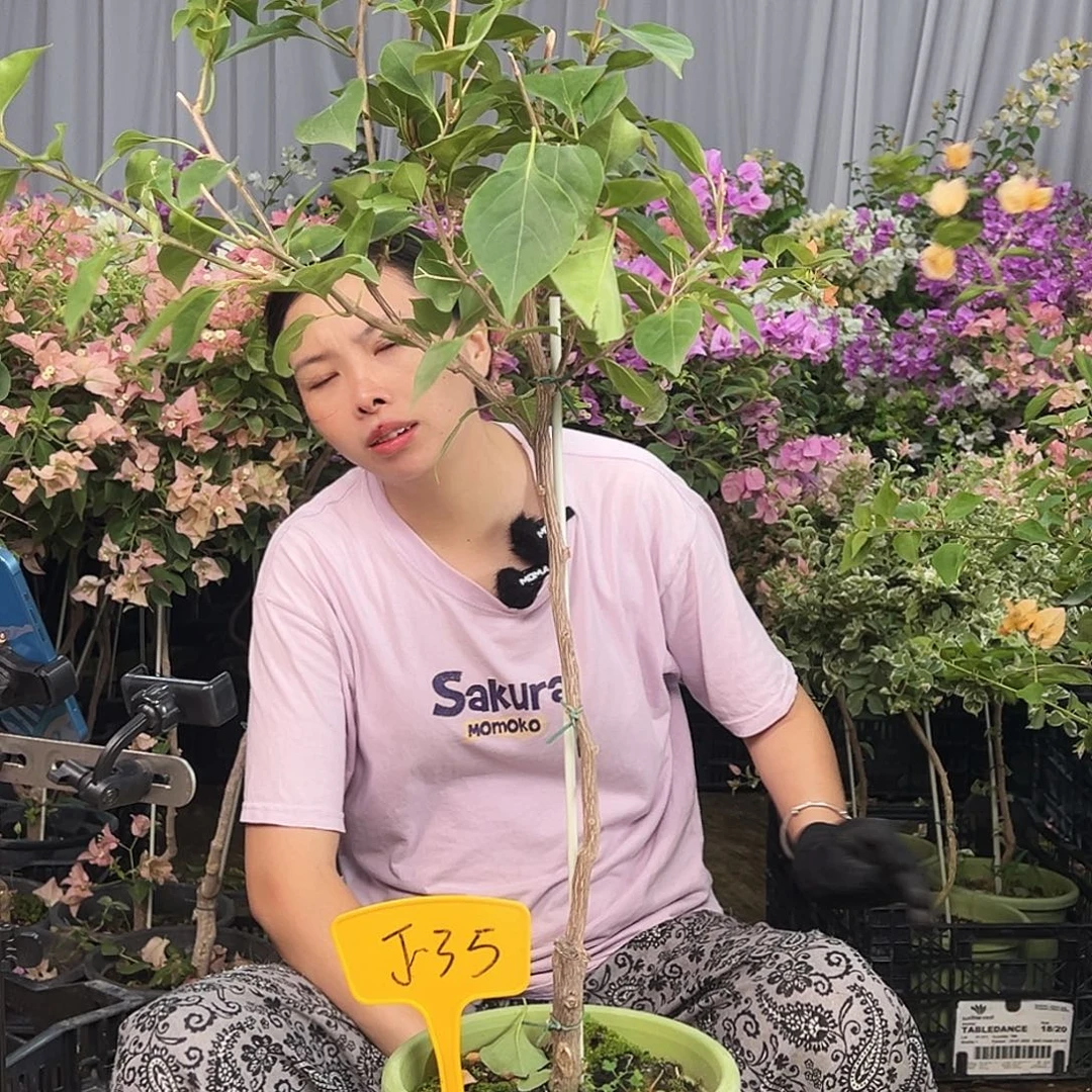 淡***雅大部分花苞少量开放J35金色光辉