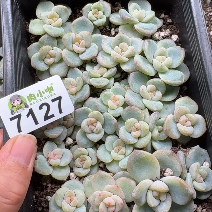 昕***花多肉植物多肉植物